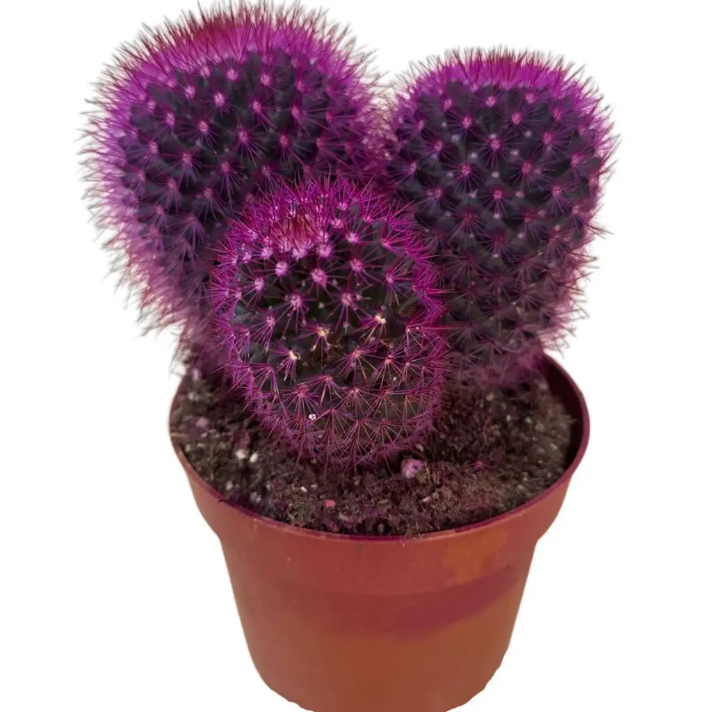 Mauve Cactus